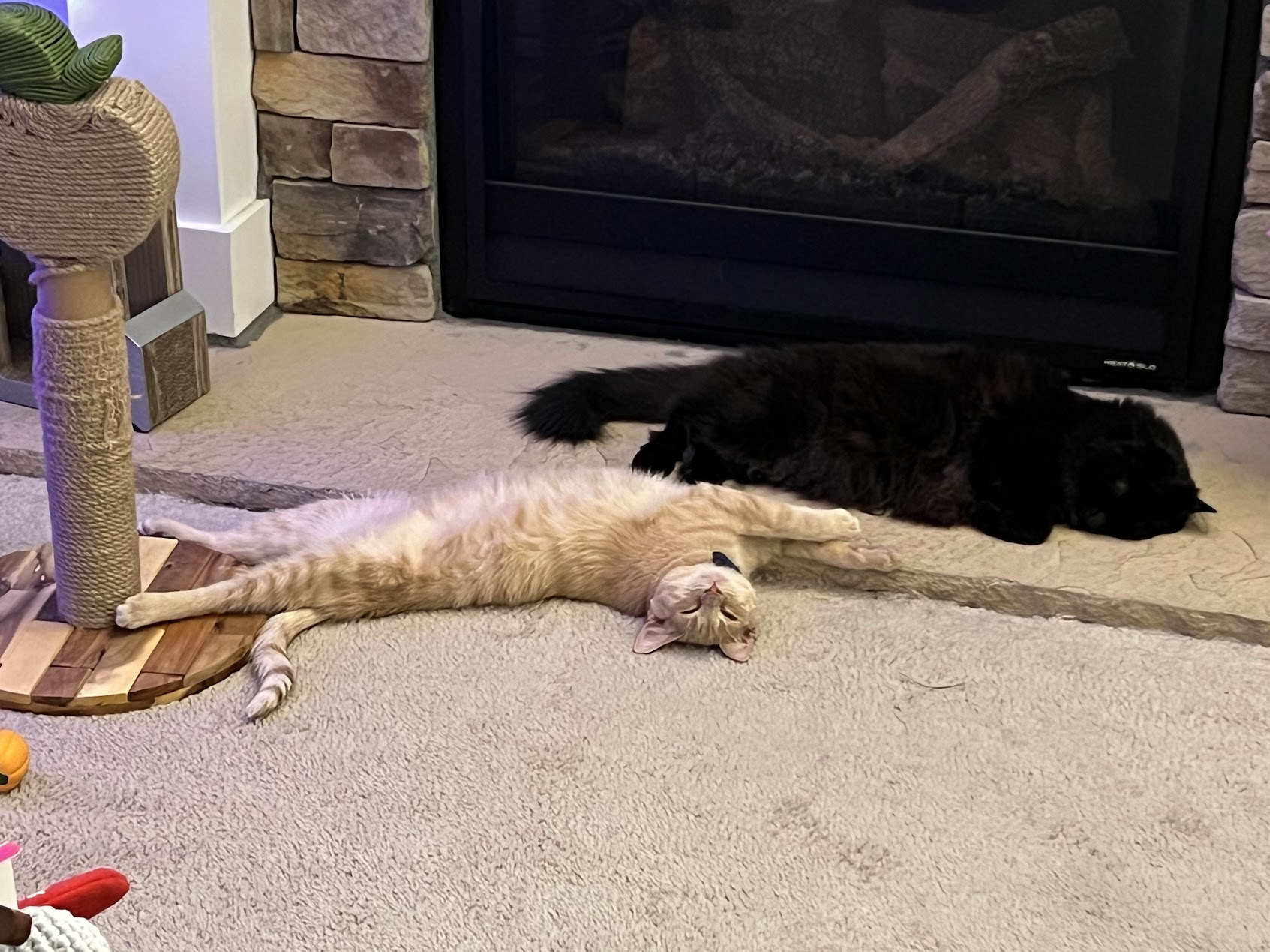 Two cats sleeping